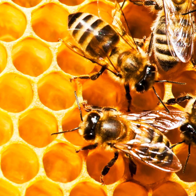 Quintana Roo’s Sweet and Healing Honey