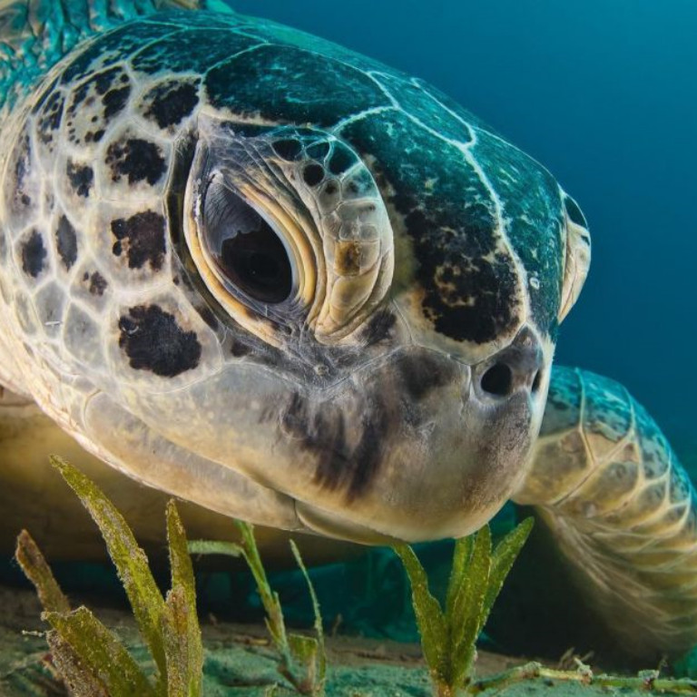 proteccion-de-tortugas-marinas-2020